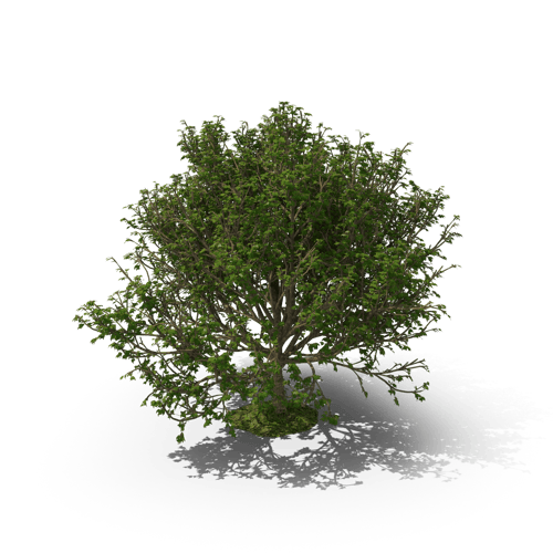 GEO tree 1